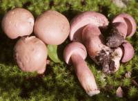 Tylopilus violatinctus image