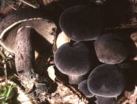 Tylopilus alboater image