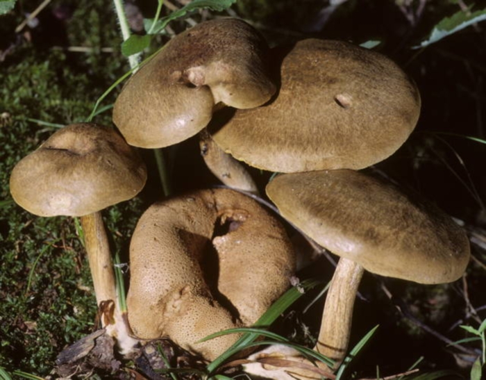 Pseudoboletus image