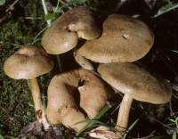 Image of Pseudoboletus parasiticus