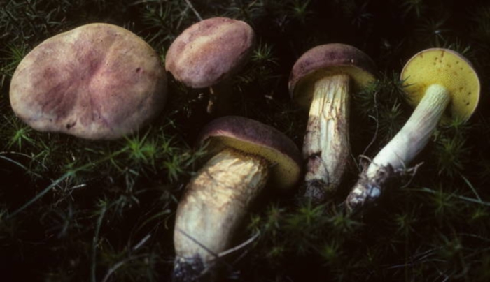 Boletus tenax image