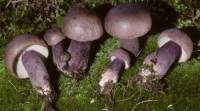 Tylopilus plumbeoviolaceus image