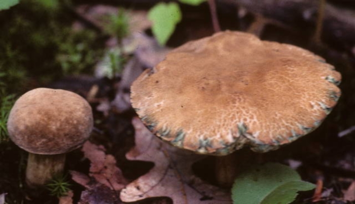 Tylopilus sordidus image