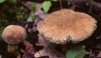 Image of Tylopilus sordidus