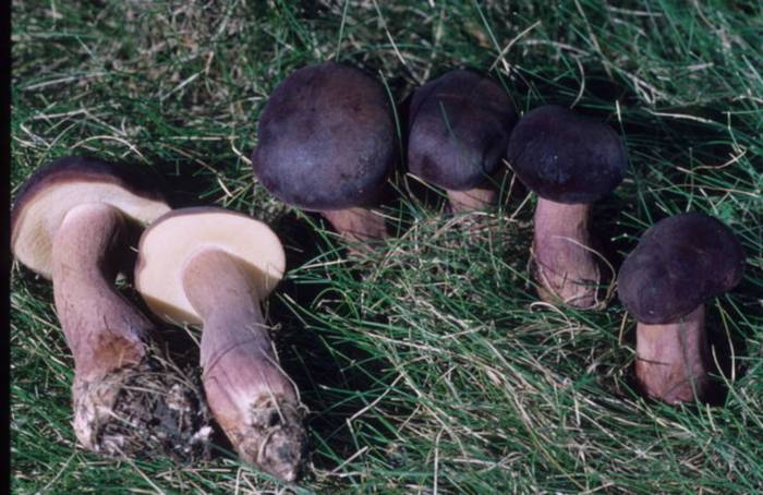 Xanthoconium purpureum image