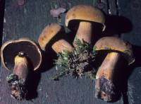 Image of Boletus pseudo-olivaceus