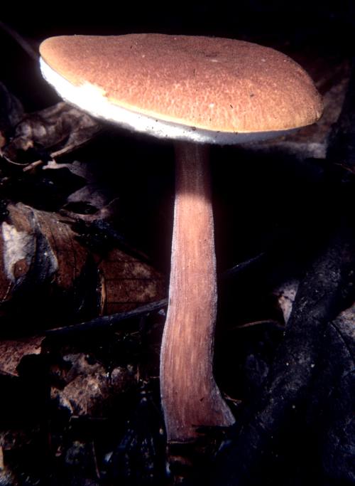 Austroboletus gracilis image