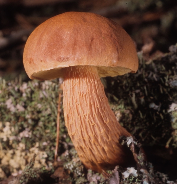 Boletellus image