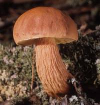 Image of Boletellus projectellus