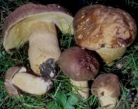 Boletus atkinsonii image