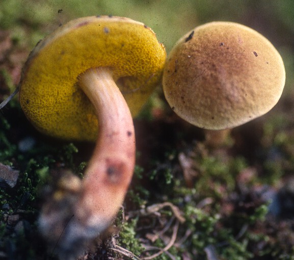 Boletus auriporus image