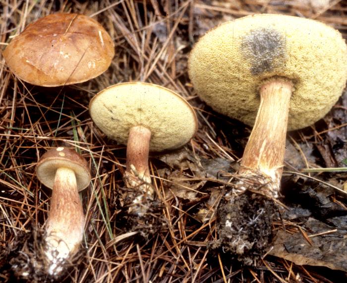 Boletus badius image