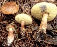 Image of Boletus badius