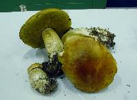 Boletus chippewaensis image