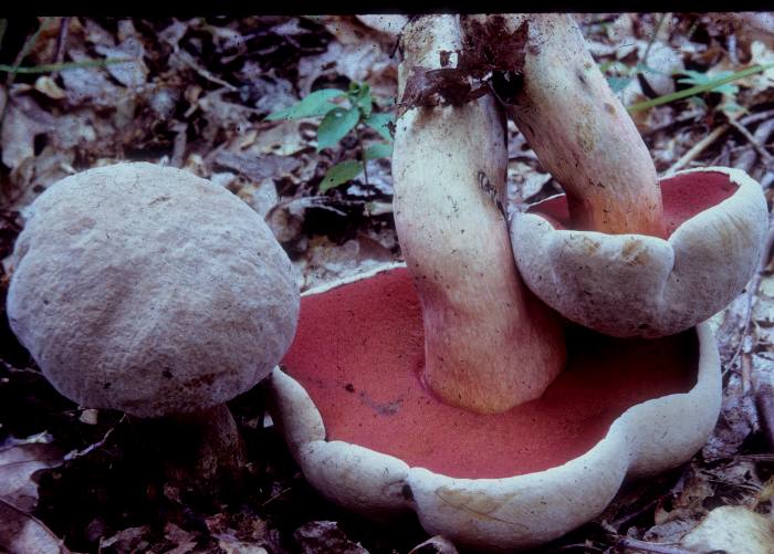 Boletus firmus image