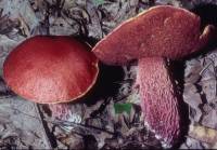 Boletus frostii image