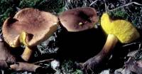 Boletus innixus image