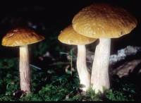 Boletus longicurvipes image