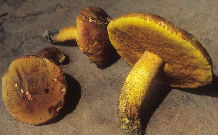 Boletus morrisii image