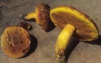 Image of Boletus morrisii