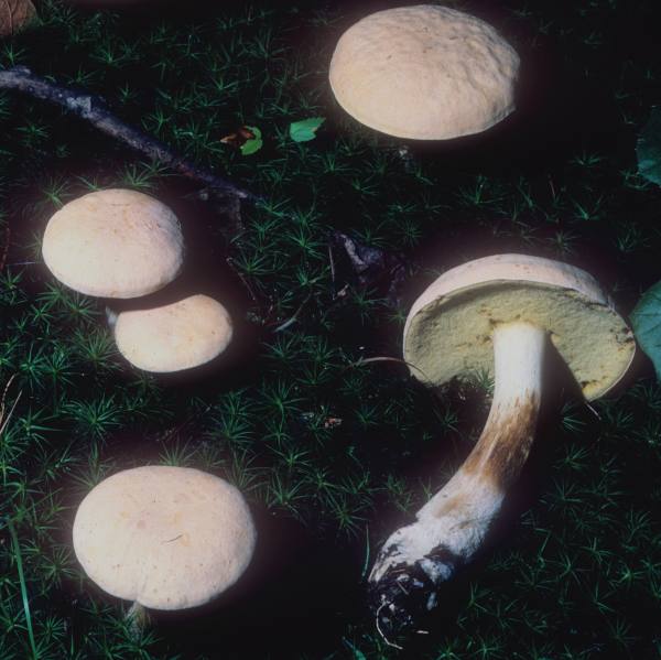 Boletus pallidus image