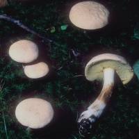 Image of Boletus pallidus