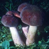 Boletus patrioticus image