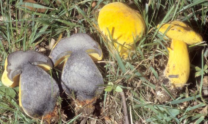 Boletus pseudosulphureus image