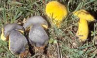 Image of Boletus pseudosulphureus