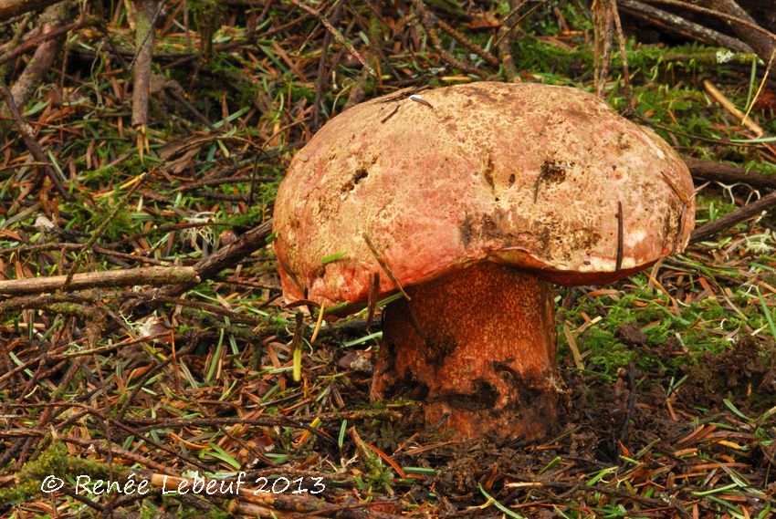 Boletus pulcherrimus image