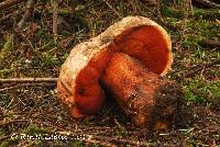 Boletus pulcherrimus image