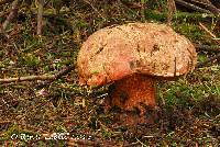 Image of Boletus pulcherrimus