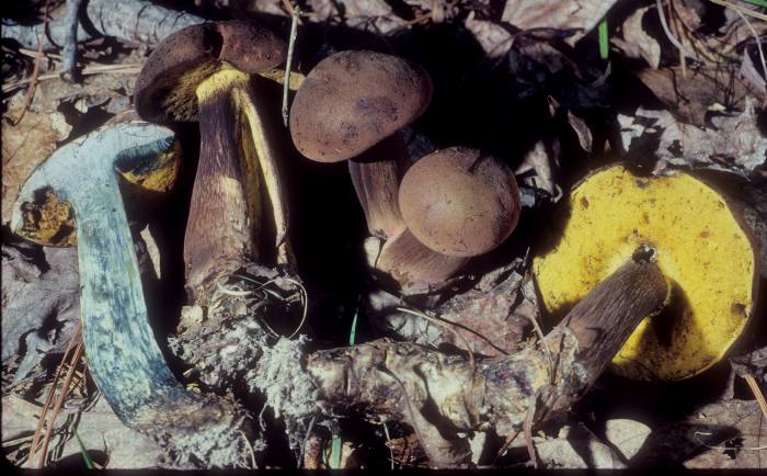 Boletus pulverulentus image