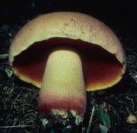 Boletus rhodosanguineus image