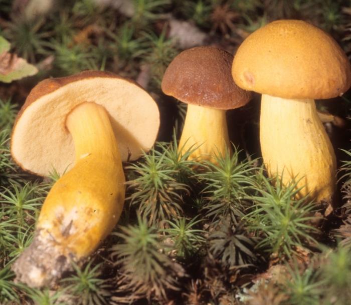 Boletus roxanae image