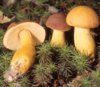 Image of Boletus roxanae