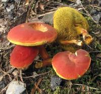 Boletus rubellus image