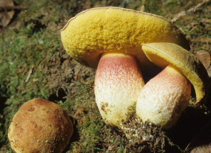 Boletus smithii image