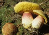 Image of Boletus smithii