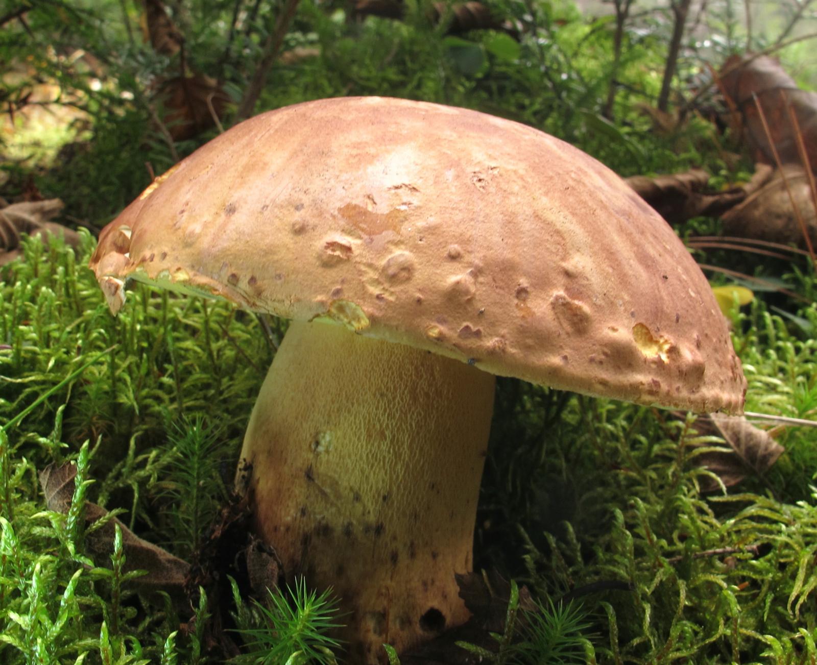 Boletus speciosus var. brunneus image