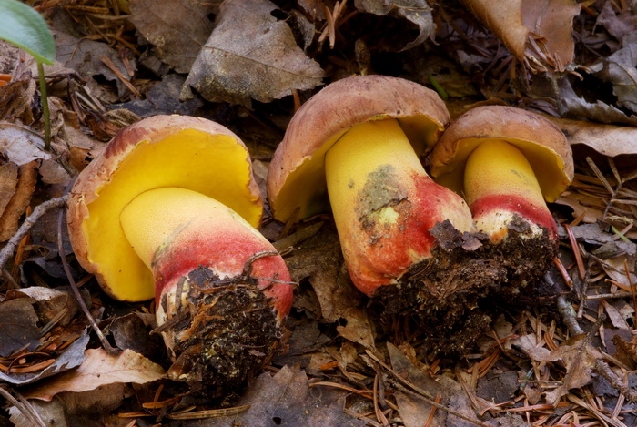 Boletus speciosus image