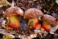 Boletus speciosus var. brunneus image