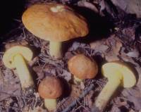 Boletus subglabripes image