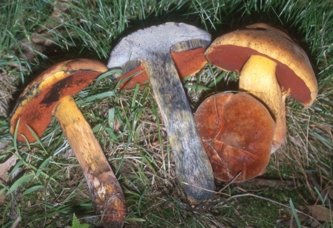 Boletus image