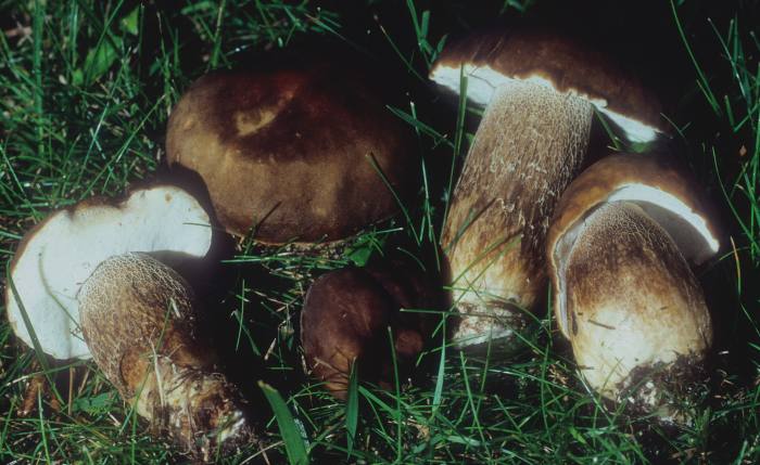 Boletus variipes var. fagicola image