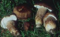 Boletus variipes image