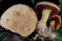 Boletus vermiculosoides image