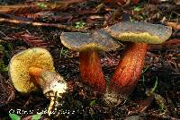 Boletus zelleri image