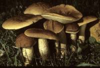 Leccinum rugosiceps image