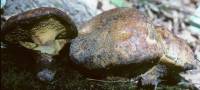 Image of Boletus sphaerosporus